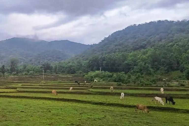 Study reveals when wolves attack livestock in Jharkhand sanctuary