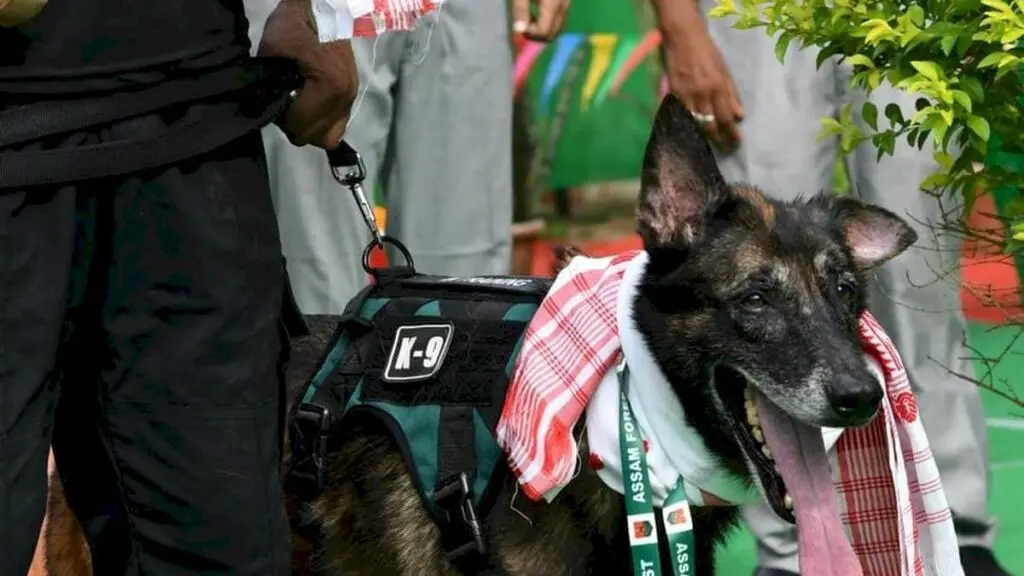 Assam's top wildlife sniffer dog Leon retires with honours