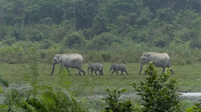India leads world in wild Asian elephant population
