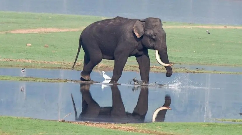 India leads world in wild Asian elephant population