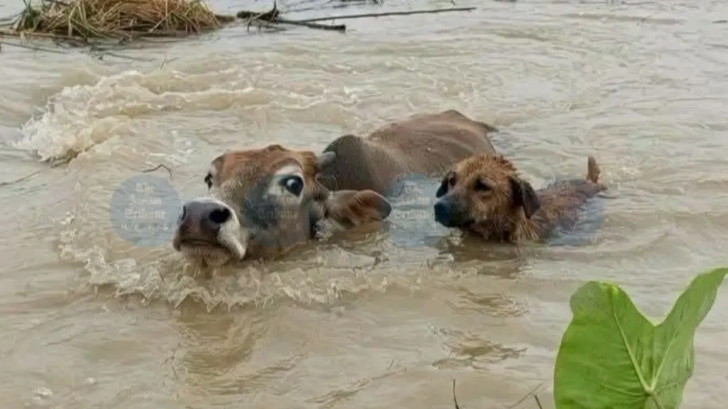Assam Says Over 10 Lakh Livestock Hit by Floods