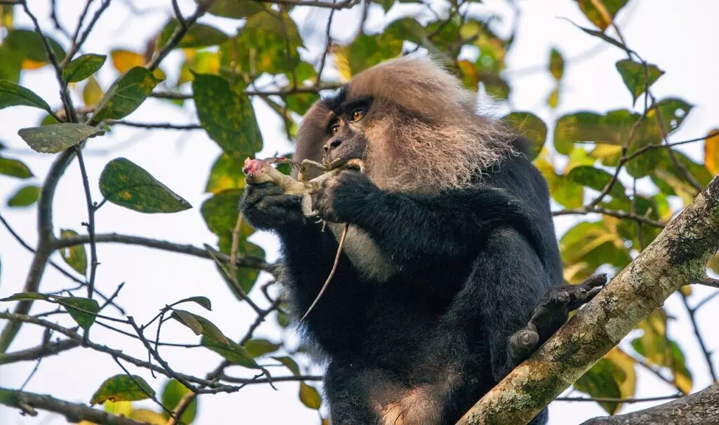 Seventh Western Ghats eco-sensitive zone draft faces state resistance