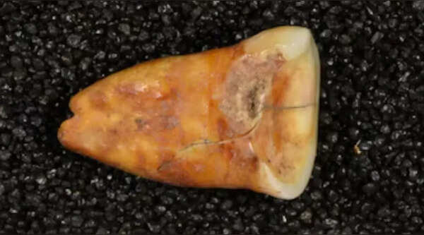 Morocco Cave Remains Reveal Plant-Rich Diet Before Agriculture