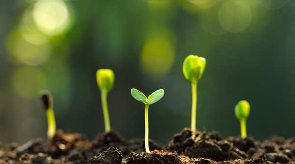 Morocco Cave Remains Reveal Plant-Rich Diet Before Agriculture