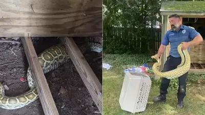 8-foot Burmese python found under New Jersey shed, X-ray shows opossum