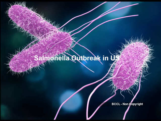 US Salmonella Outbreaks Sicken 443, Linked to Jalapeños and Eggs
