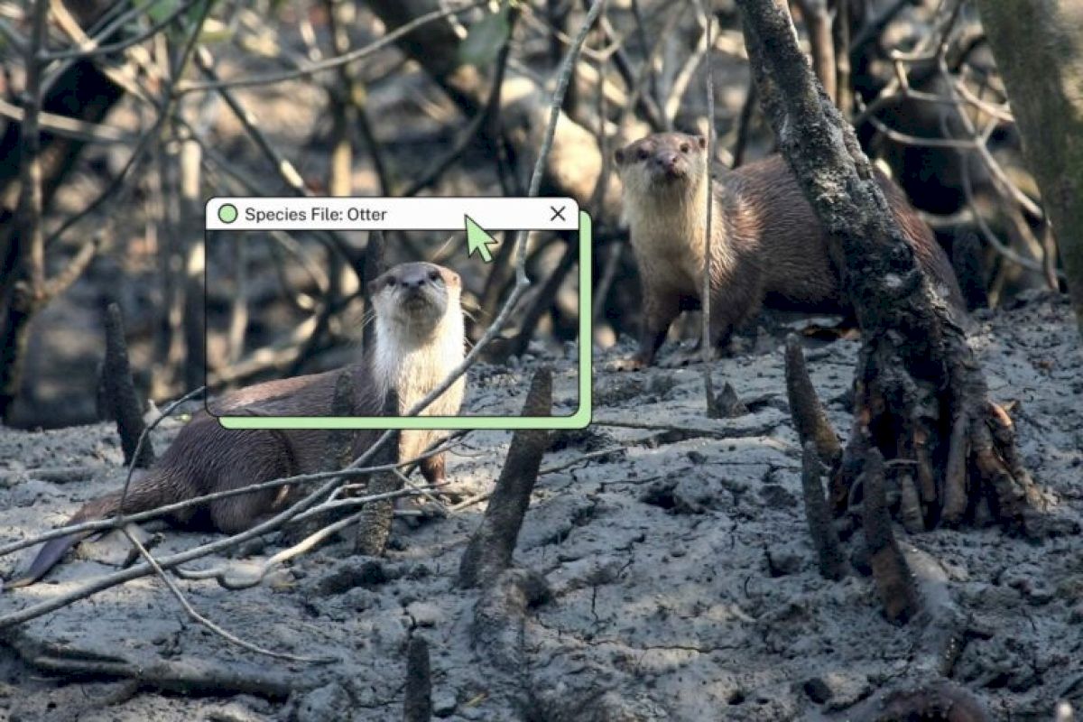 Survey finds evidence of over 1,000 smooth-coated otters in Salem