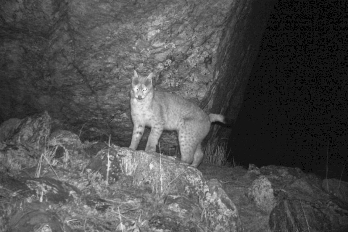 Eurasian Lynx Photographed At 5,250 Metres In Sikkim