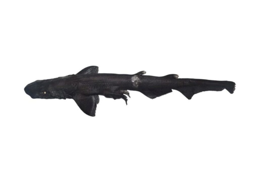 Scientists identify new deep-sea catshark off Kerala coast