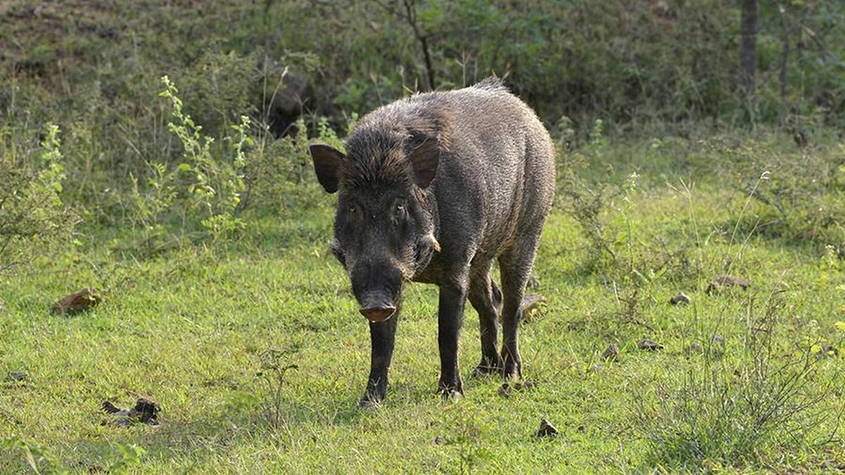 ICAR develops India’s first indigenous African swine fever vaccine