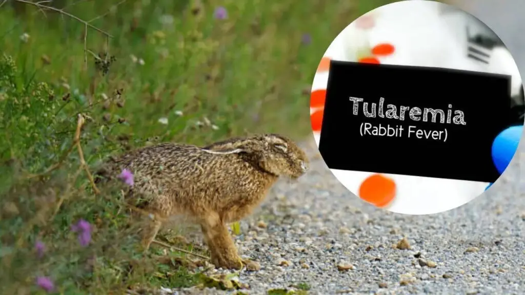 Fourth case of rabbit fever confirmed in New York