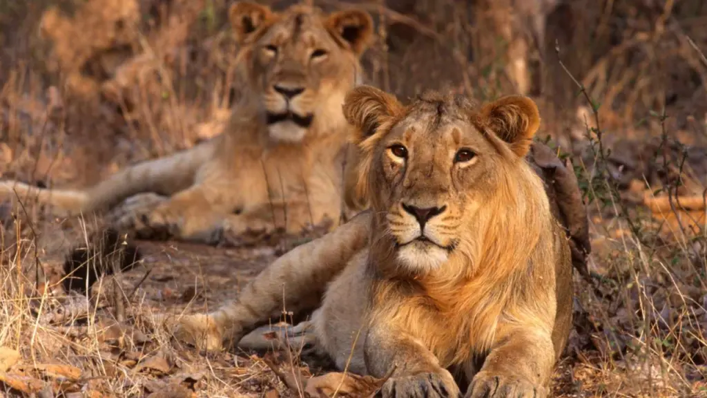 Gir's Asiatic lion population climbs to 896