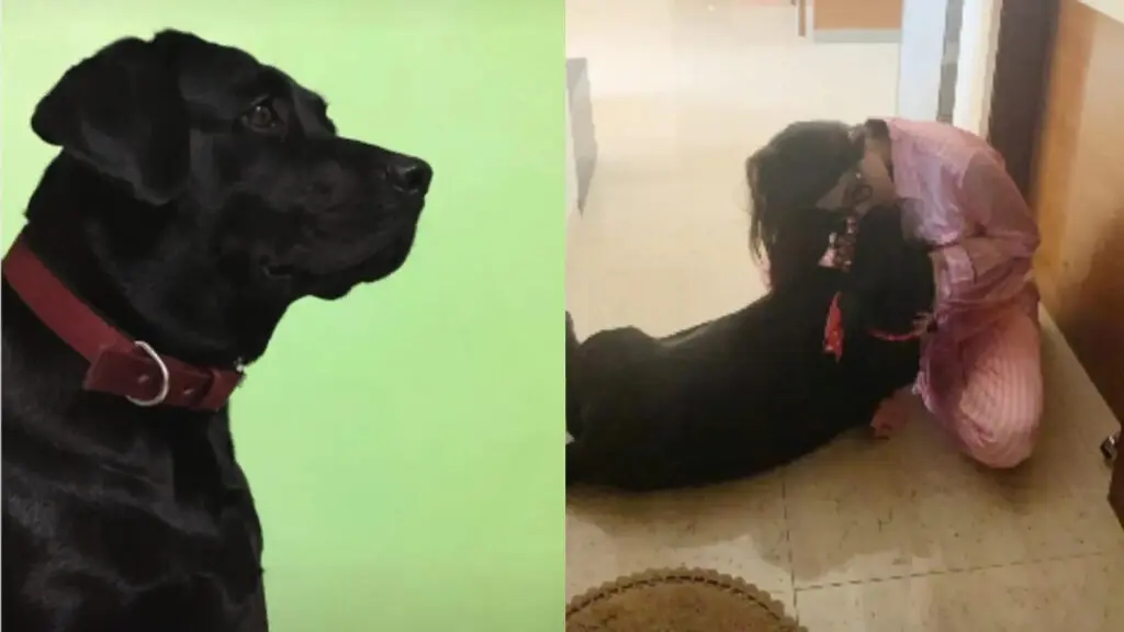 Nikki Tamboli loses 13-year-old dog Kristy, posts emotional farewell