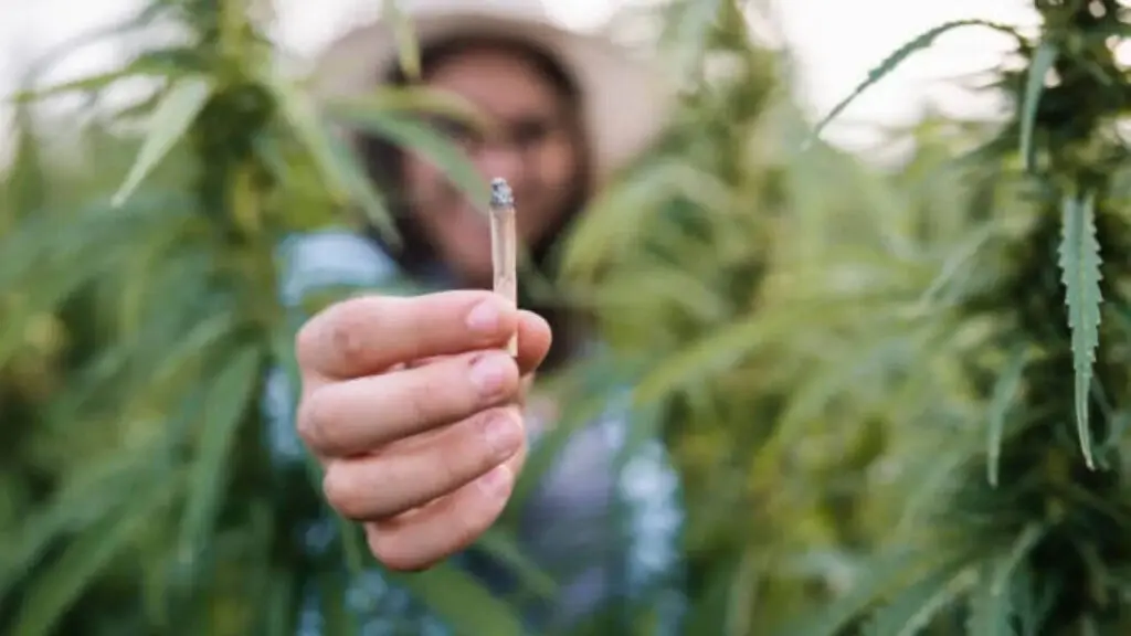 Marijuana impairs focus and reaction time, doctors say