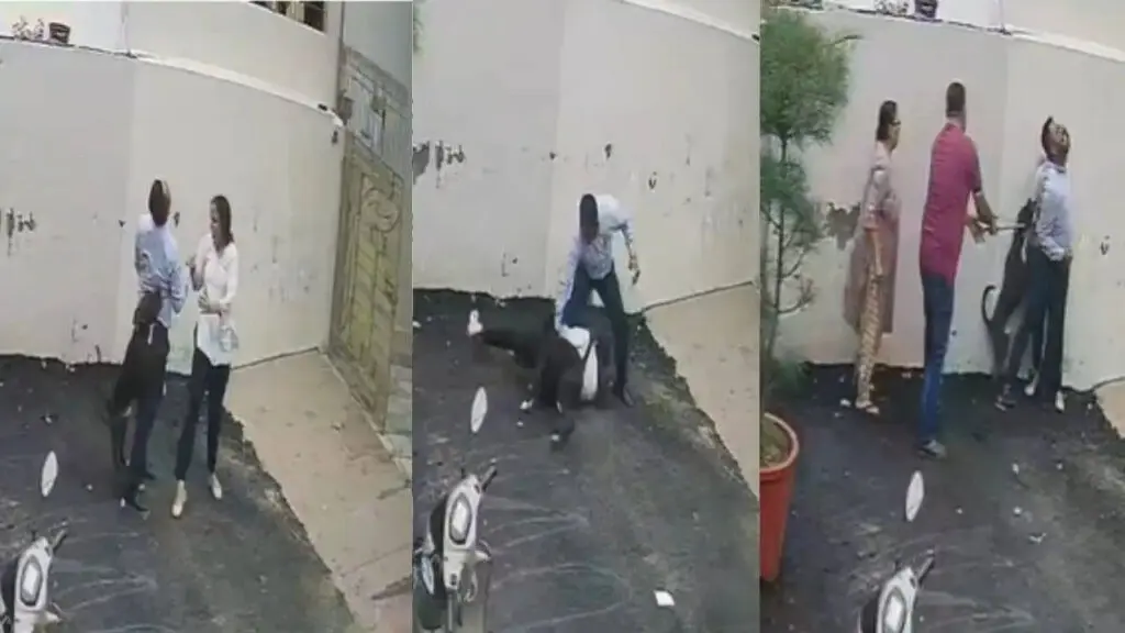 Pitbull mauls Patiala couple during house visit, video viral