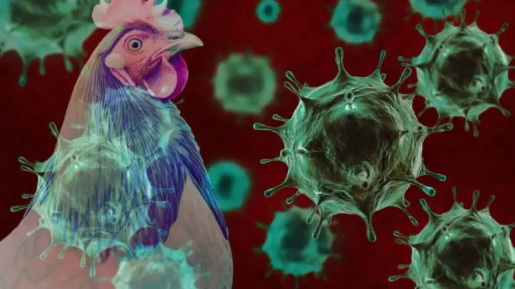 Tasmania Reports Australia’s First H5N1 Bird Flu Case