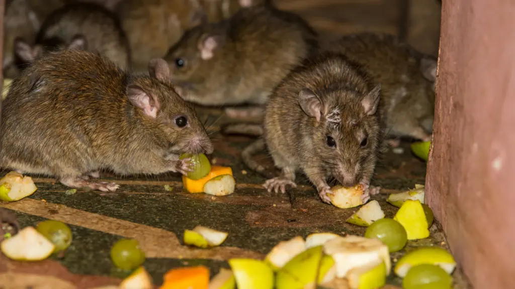Rat found in Blinkit ice-cream freezer in Thane store