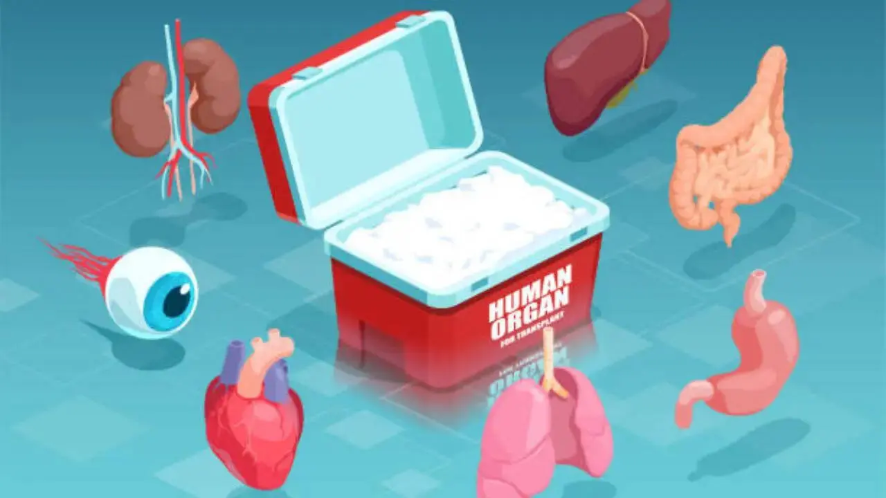 India hit record 18,911 organ transplants in 2024 but donor gap persists