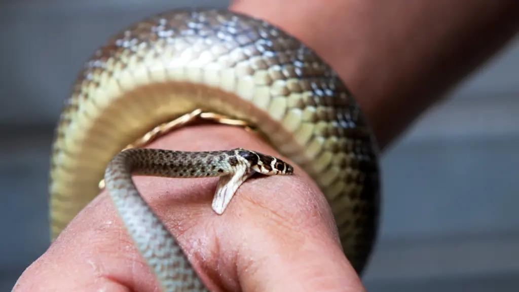 Doctors warn against snakebite myths as monsoon raises risk