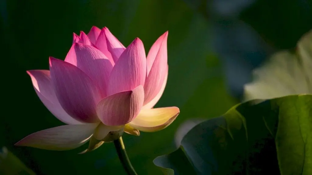 Odisha entrepreneur builds Rs 1 crore flower business after setbacks