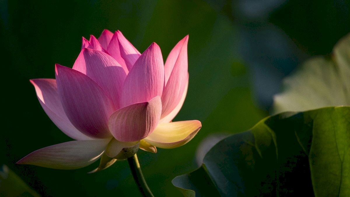 Odisha entrepreneur builds Rs 1 crore flower business after setbacks