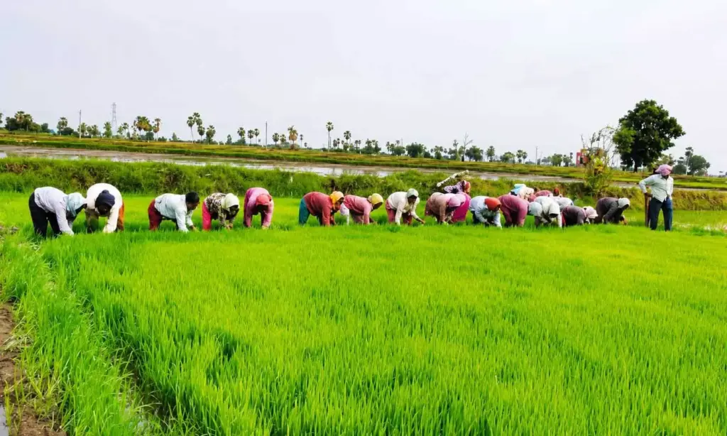 Groundwater rises 3.41 m in 15 days after rains in Karimnagar