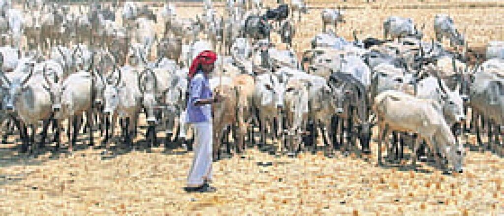 Tamil Nadu plans 22,500 milch cows to lift Aavin procurement