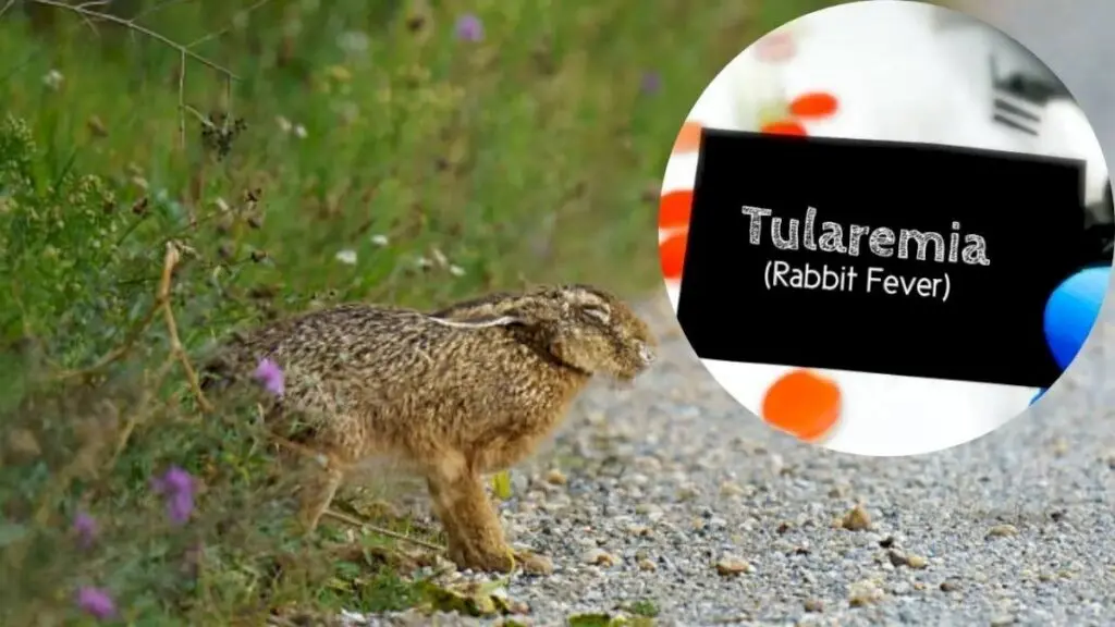 Three Probable Tularemia Cases Reported on New York’s Long Island