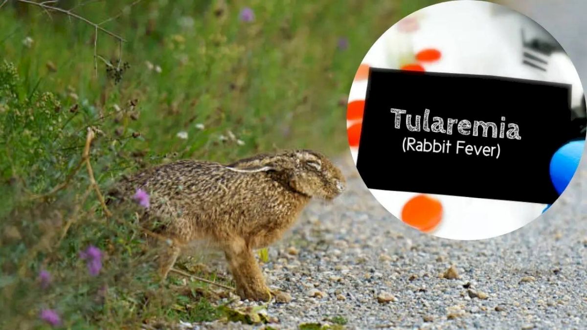 Three Probable Tularemia Cases Reported on New York’s Long Island