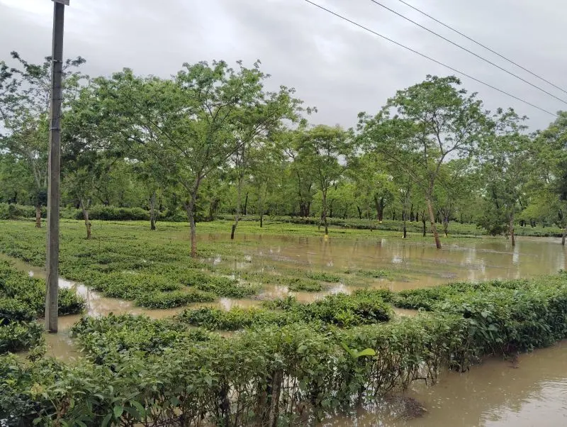 Tea prices fall 15% at Guwahati auction centre amid Assam floods