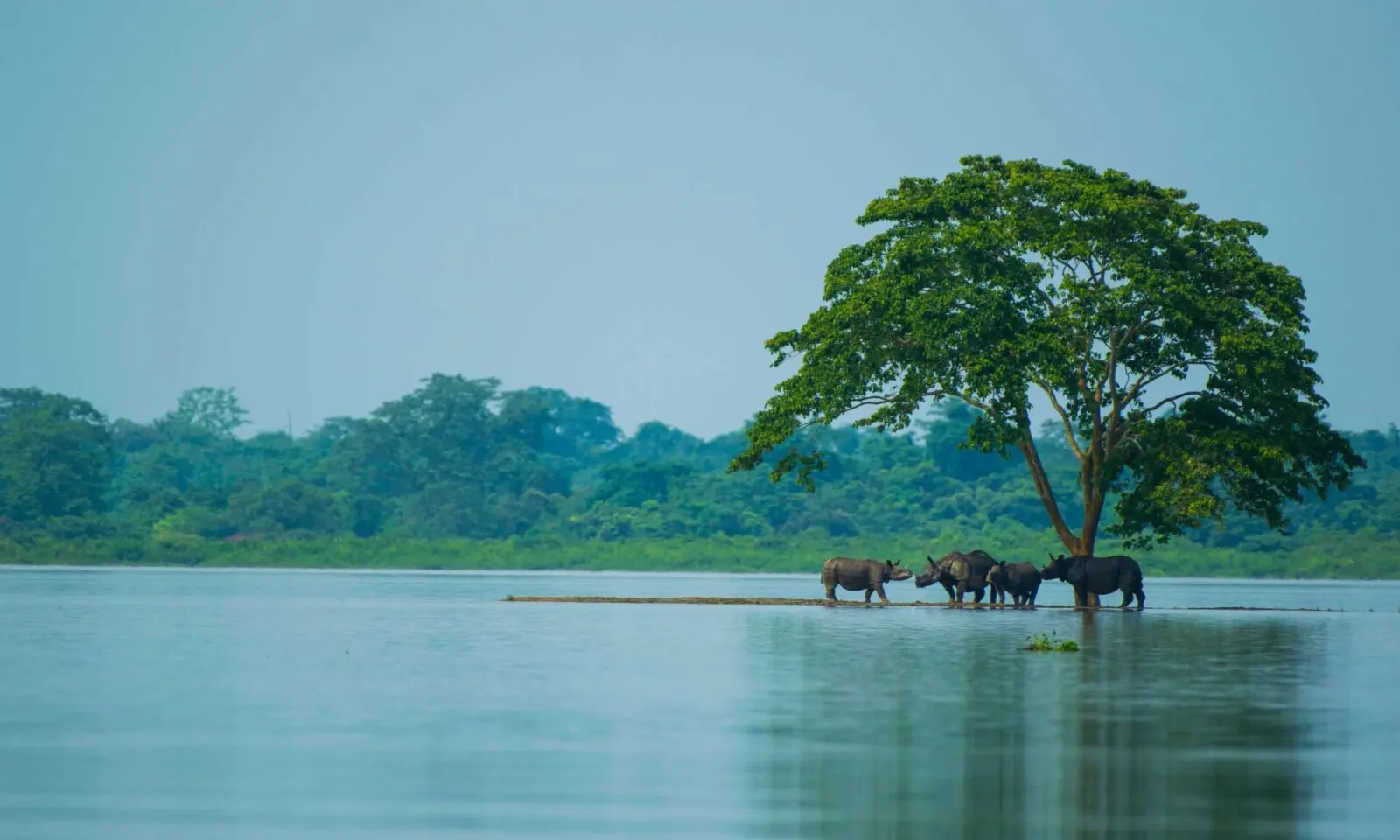 IUCN warns Kaziranga faces threats amid ESZ reduction plan