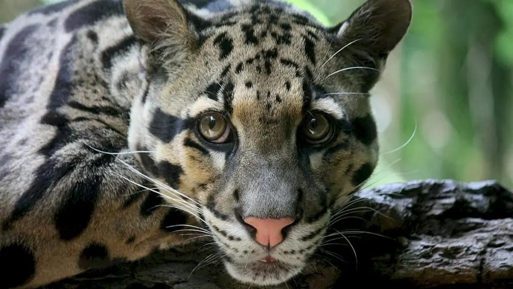 Meghalaya Launches Mission to Protect Clouded Leopards
