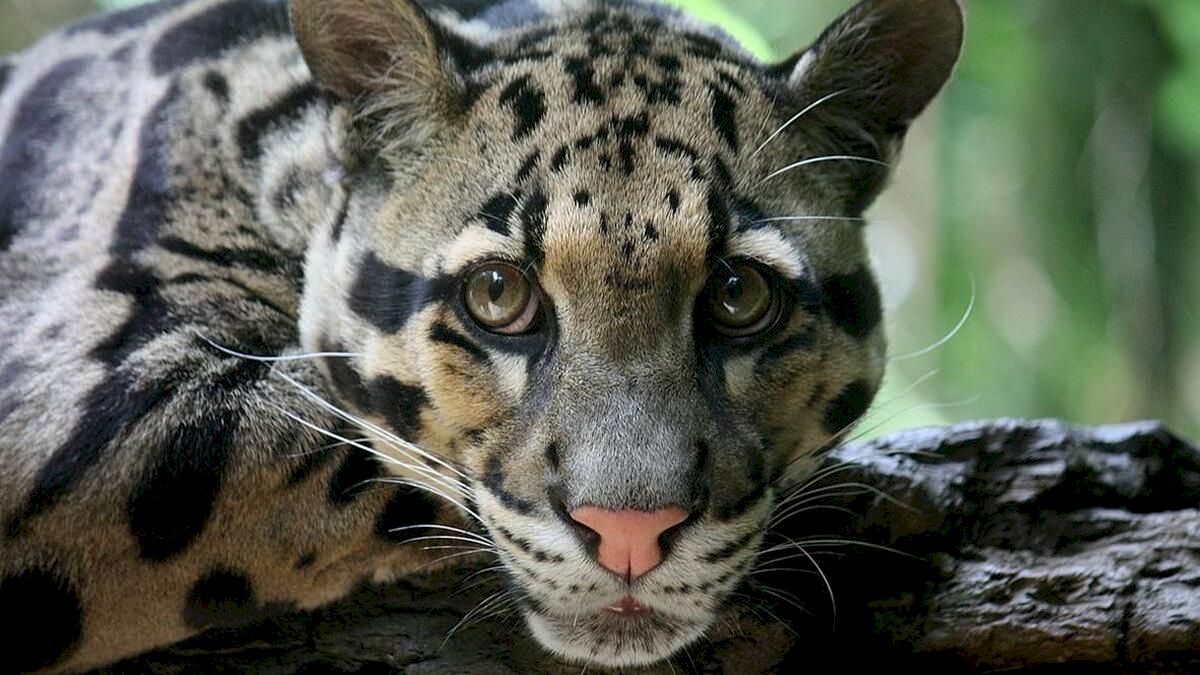 meghalaya-launches-mission-to-protect-clouded-leopards