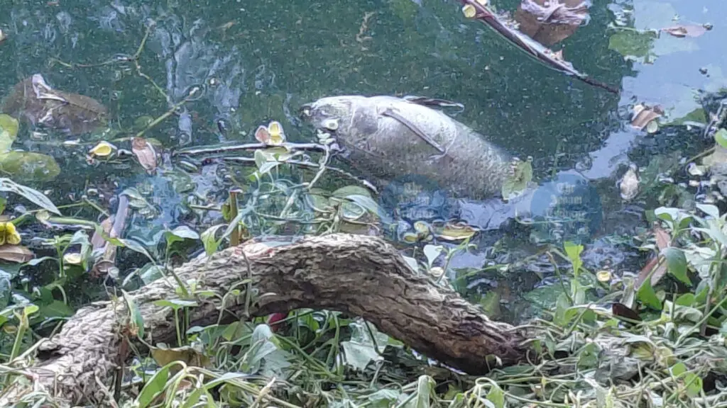 Dead fish and foul smell plague Guwahati's Dighalipukhuri for weeks