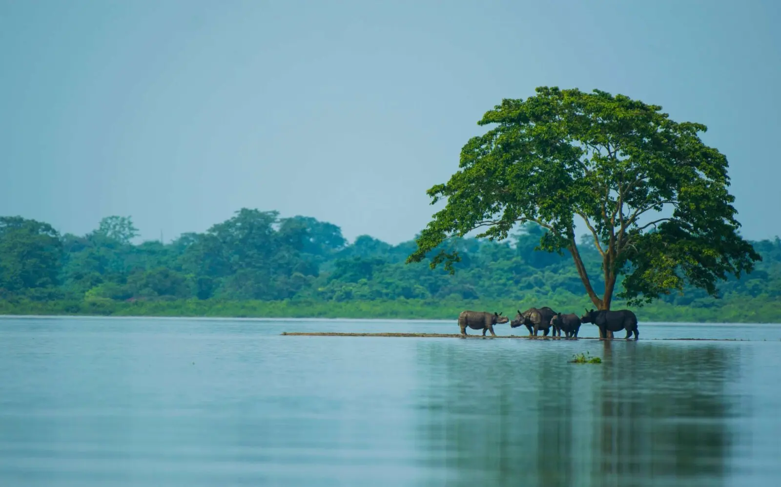 Kaziranga misses floods it needs as Assam battles deluge