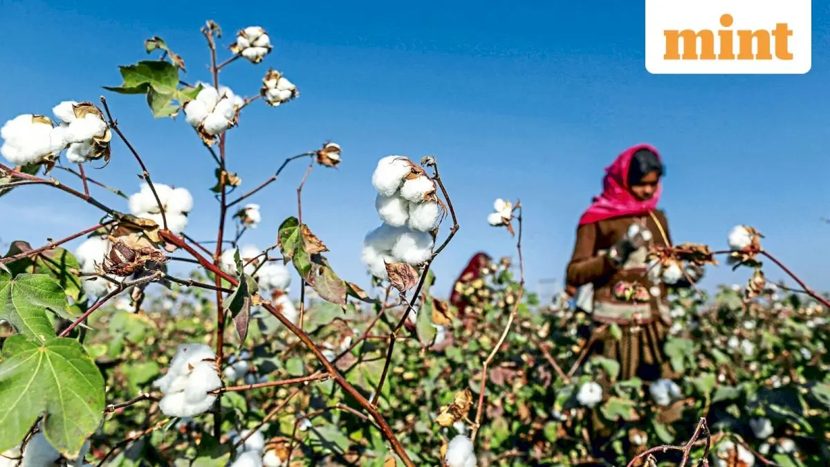 India shifts cotton strategy from protection to productivity