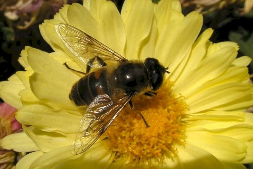 Flies pollinate crops, control pests and aid scientific research