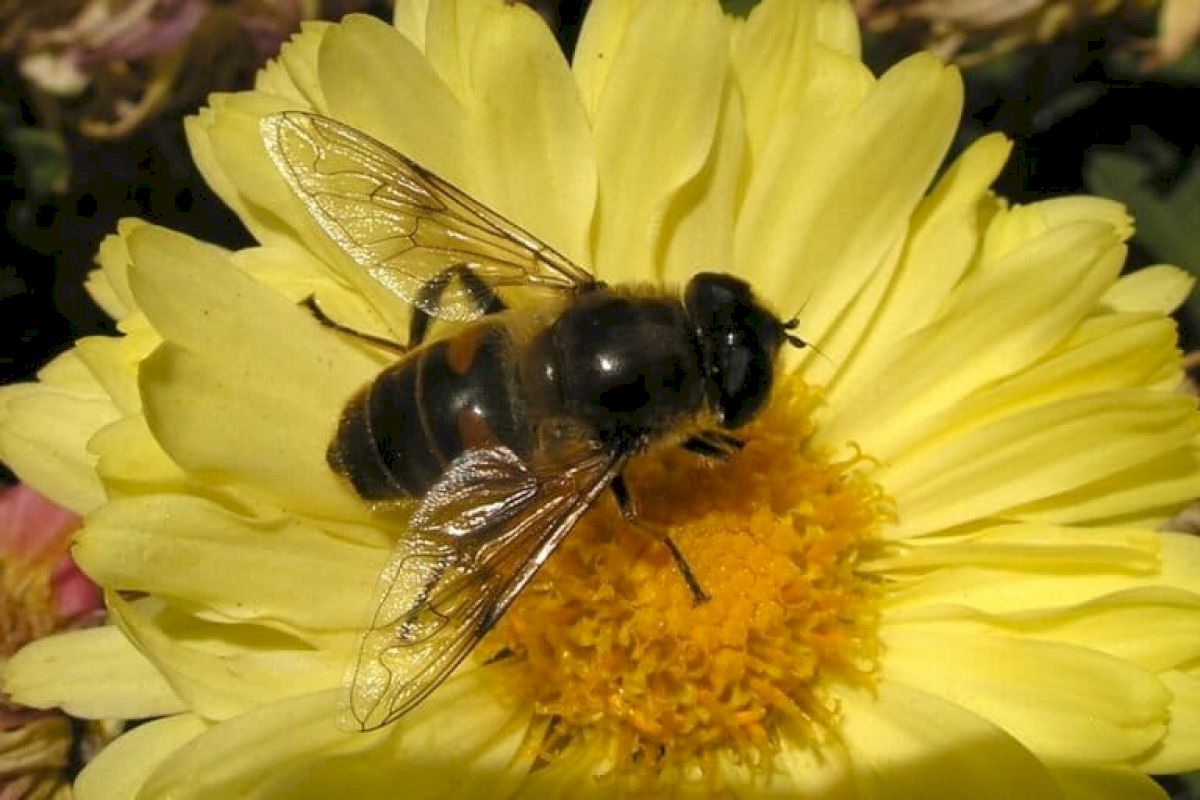 Flies pollinate crops, control pests and aid scientific research