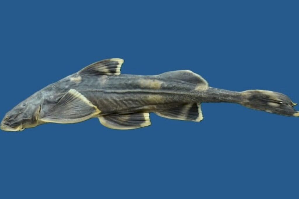 New catfish species discovered in Nagaland’s Likimro river