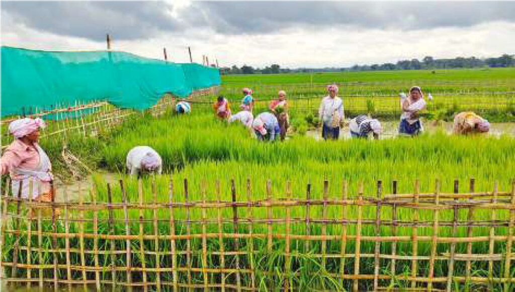Former ULFA cadres grow paddy seedlings for Assam flood-hit farmers
