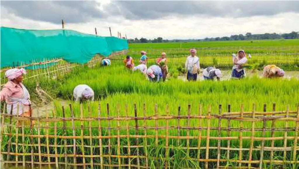 Former ULFA cadres grow paddy seedlings for Assam flood-hit farmers