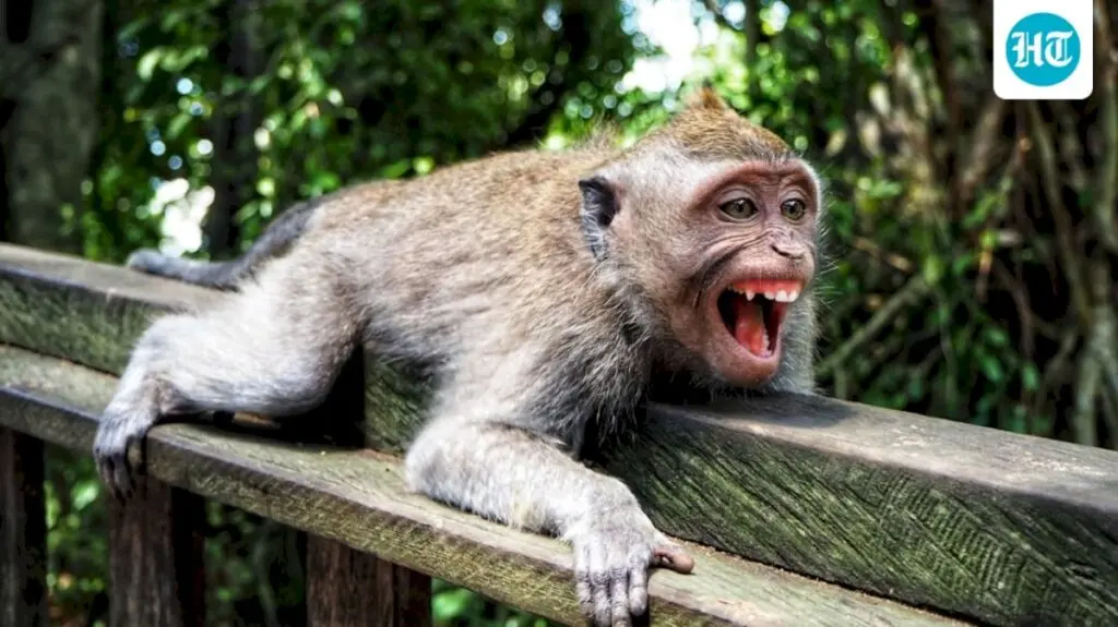 Indonesian monkey captured after attacks injure 18 in Sumatra town