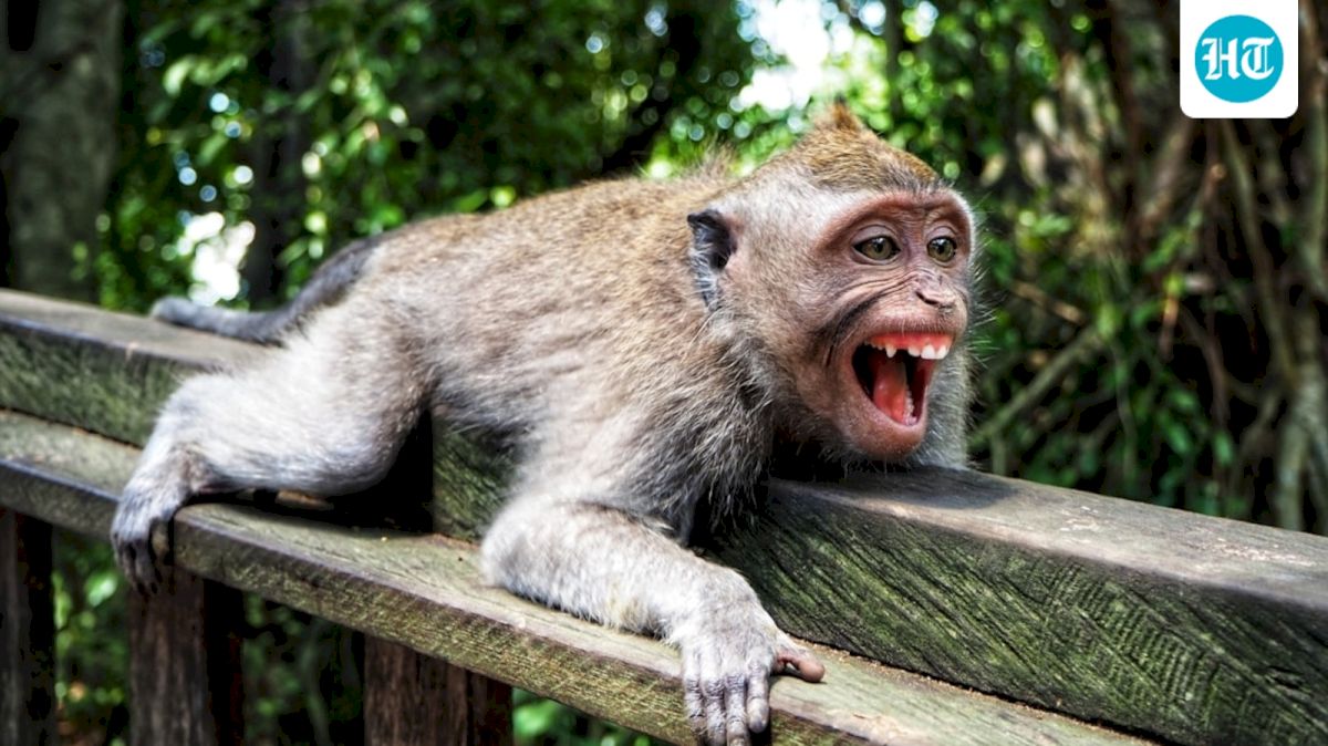 Indonesian monkey captured after attacks injure 18 in Sumatra town