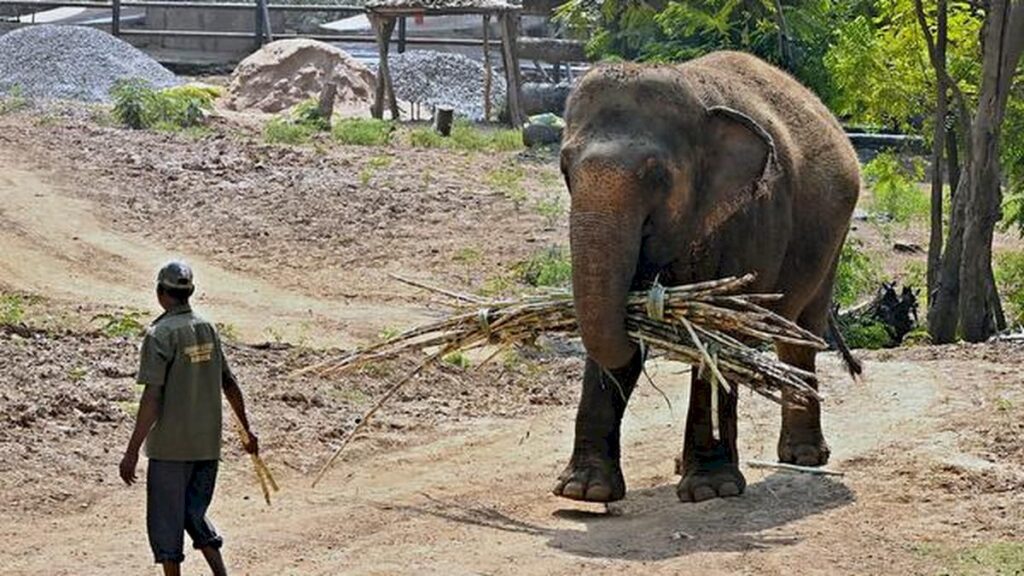 Visakhapatnam zoo to hold elephant-themed drawing contest on August 9
