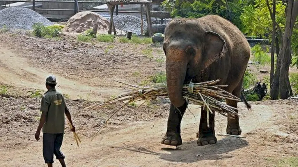 Visakhapatnam zoo to hold elephant-themed drawing contest on August 9