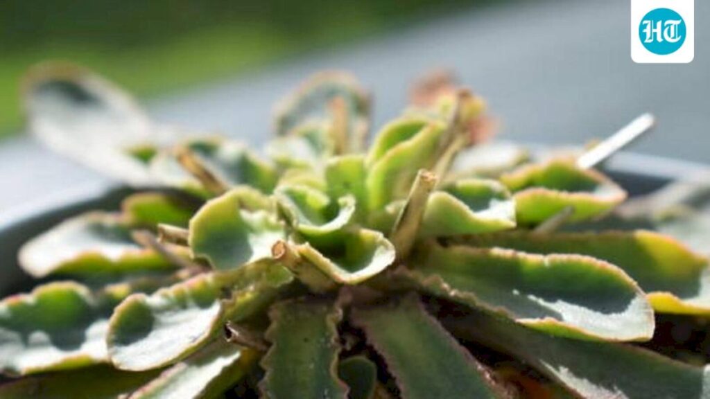 Chinese saxifrage confirmed as a carnivorous plant