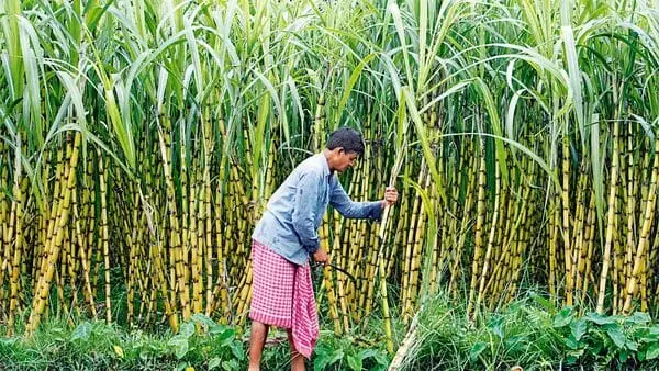 Sugar industry seeks early crushing to ease festive prices
