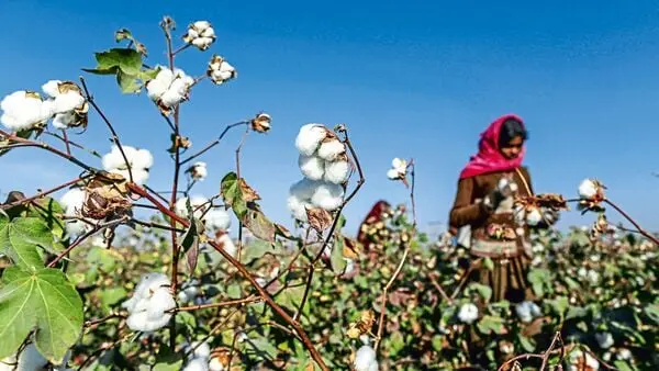 India shifts cotton strategy from protection to productivity