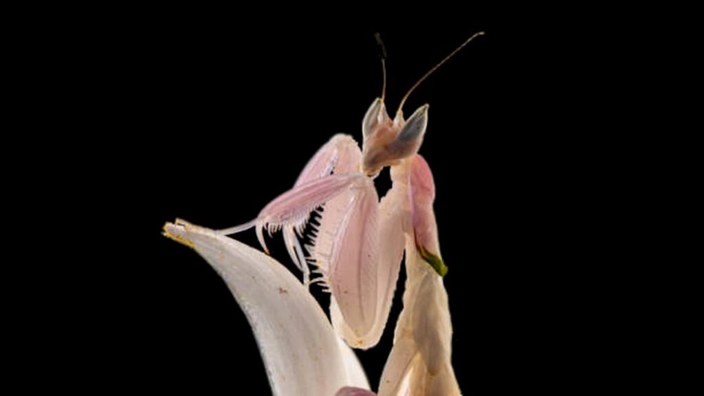 Fossil Pushes Insect Mimicry of Flowering Plants Back 99 Million Years