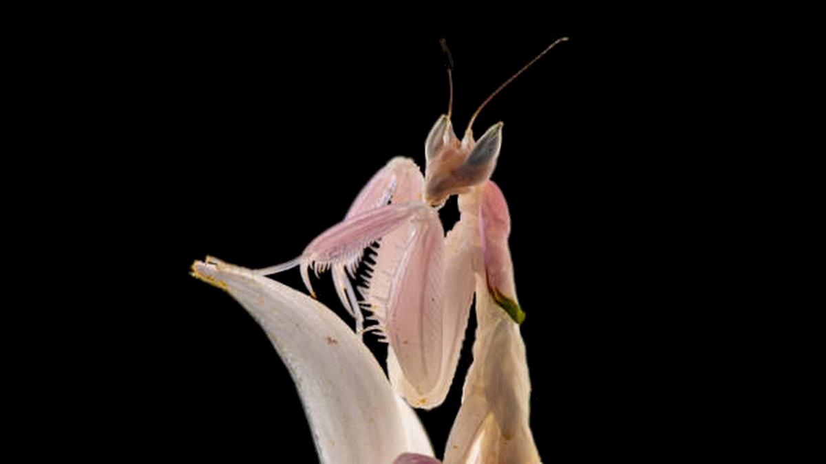 Fossil Pushes Insect Mimicry of Flowering Plants Back 99 Million Years